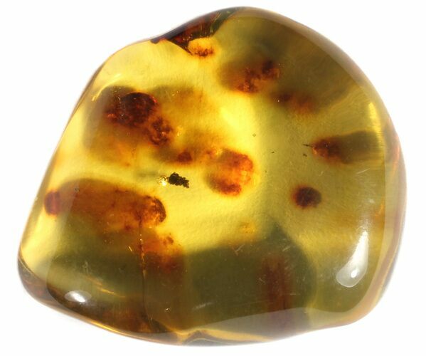 Polished Chiapas Amber With Inclusions - Mexico #50809